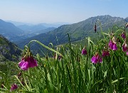 50 Allium insubricum (Aglio d'Insubria) con vista in Menna